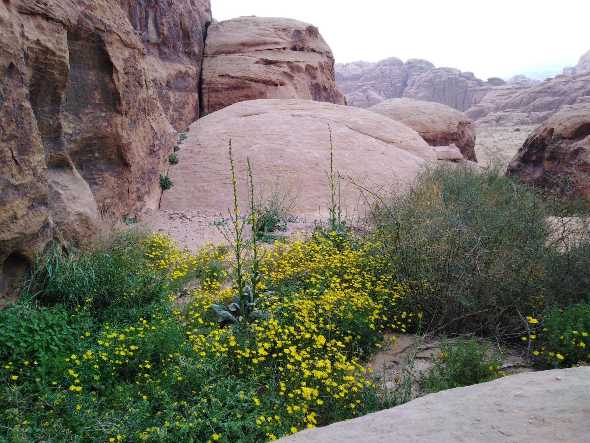 Welcome To Wadi Rum Camp Buitenkant foto